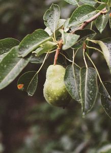 The Grafted Branch