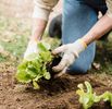 The Grafted Branch