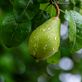 The Grafted Branch