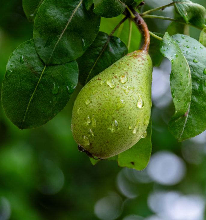 The Grafted Branch