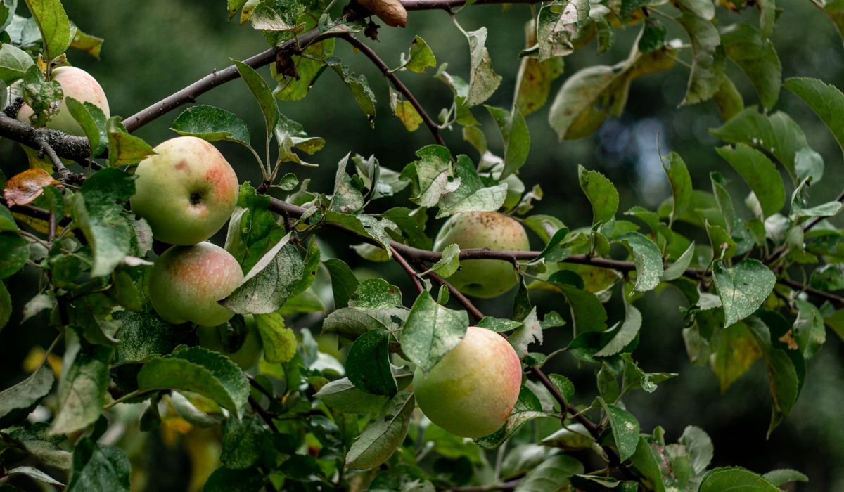 The Grafted Branch