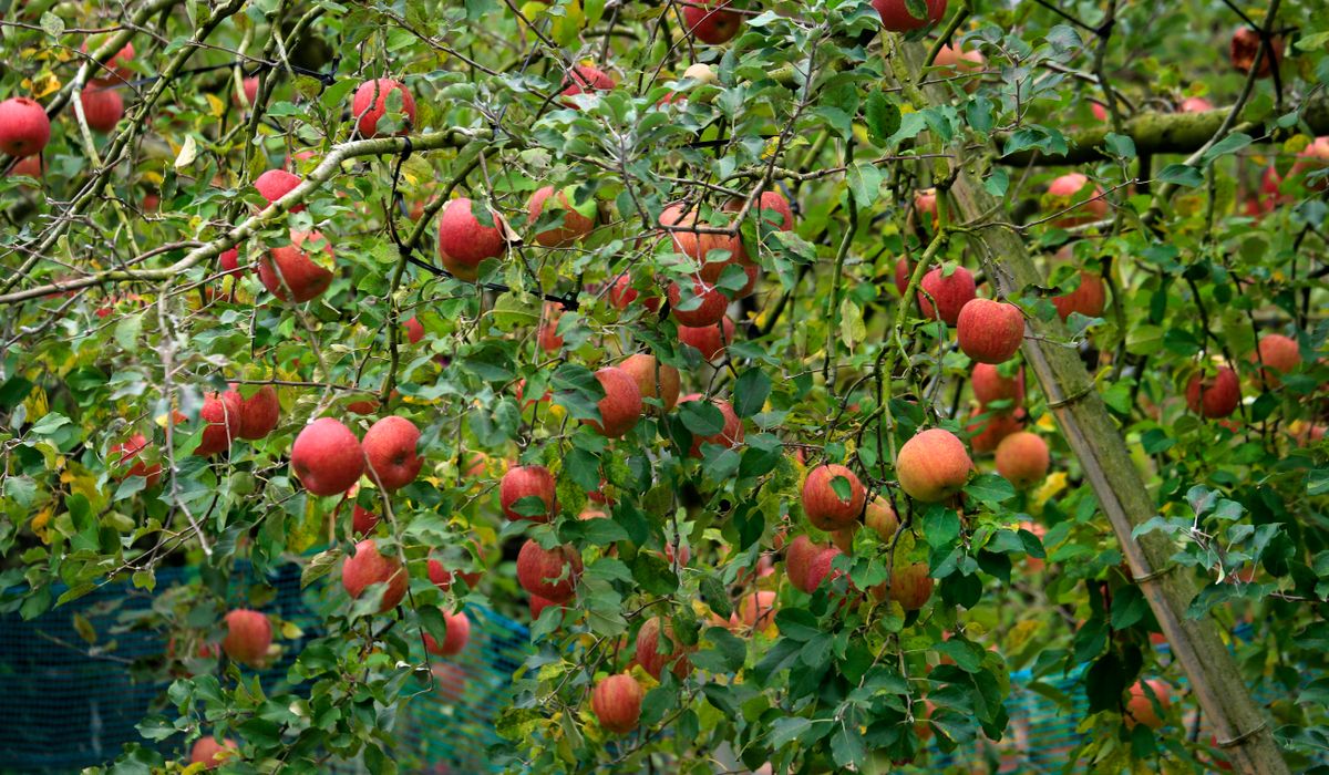 The Grafted Branch
