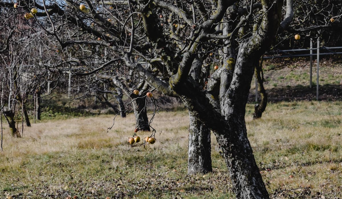 The Grafted Branch